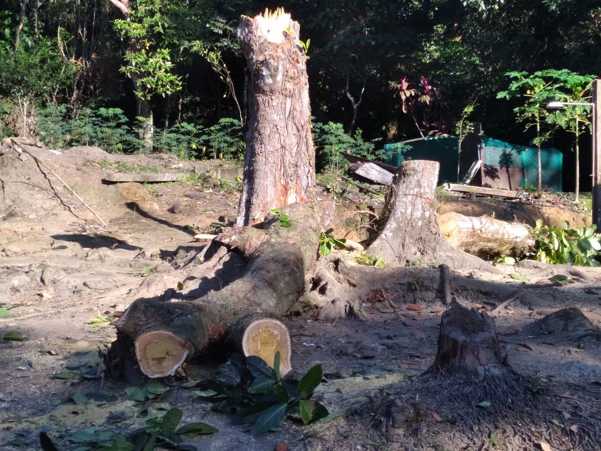 Dupla é detida após ser flagrada desmatando área de preservação em Guarujá, SP - Vimarsana News
