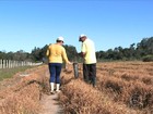 Preço desmotiva e agricultores do RS reduzem área de plantio do fumo