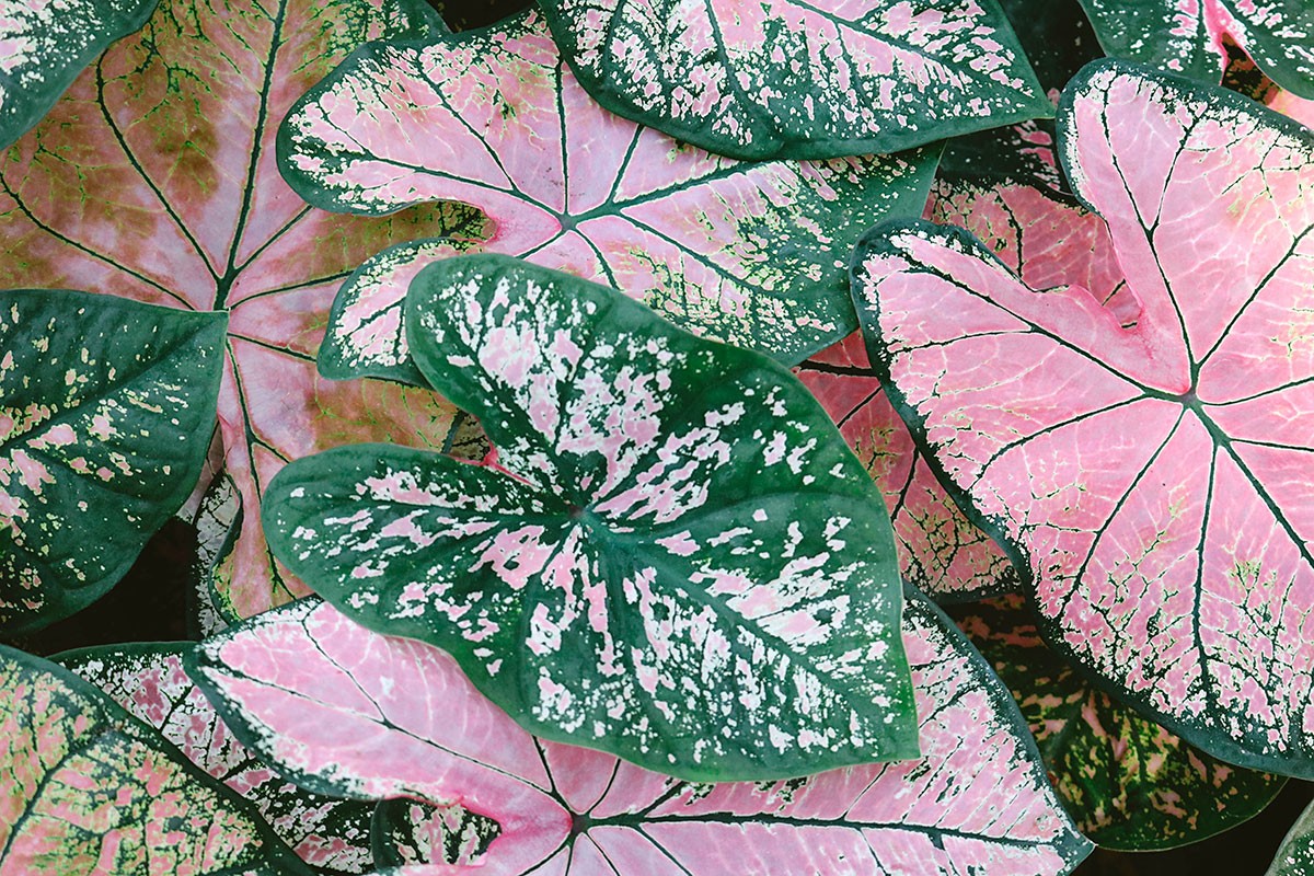 A planta caladium, também conhecida como tinhorão, é ideal para adicionar um toque de cor na decoração da casa e do jardim (Foto: Freepik / mdsnmdsnmdsn / CreativeCommons)