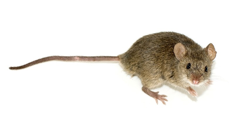 rato-laboratorio (Foto: Duncan Hull/CCommons)