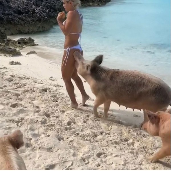A modelo e fisiculturista venezuelana Michelle Lewin sendo mordida por um porco selvagem no bumbum (Foto: Instagram)