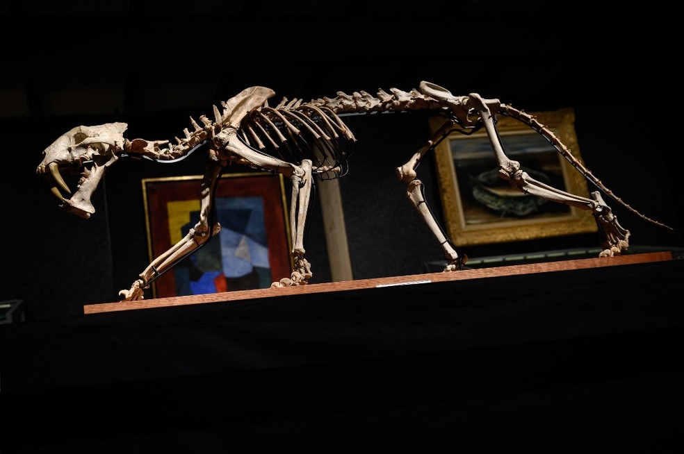 Esqueleto que foi leiloado na Suíça — Foto: Fabrice Coffrini / AFP