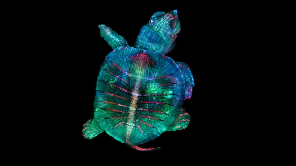 Flourescent turtle embryo ( do inglês, “ o embrião de tartaruga fluorescente”)  (Foto: TERESA ZGODA/ TERESA KUGLER)