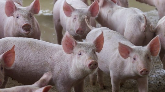 Cooperativa Languiru encerra produção de suínos e bovinos para tentar conter crise financeira