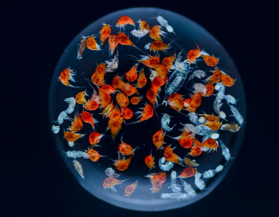 Copépodes em vários estágios de vida dentro de uma única gota de água