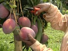 Cultivo da manga ganha espaço em meio ao cerrado de Goiás