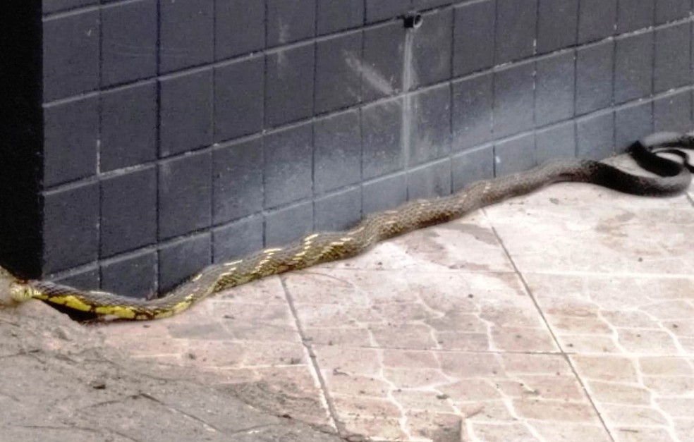 Cobra De Quase 2 Metros E Flagrada Rastejando Em Calcada No Litoral De Sp Santos E Regiao G1