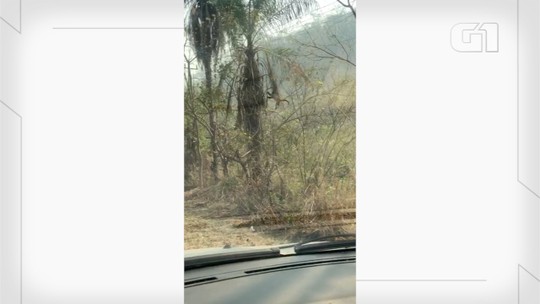 Fotógrafo flagra andorinhas tomando 'banho de chuva' no Pantanal de MS após período de incêndios