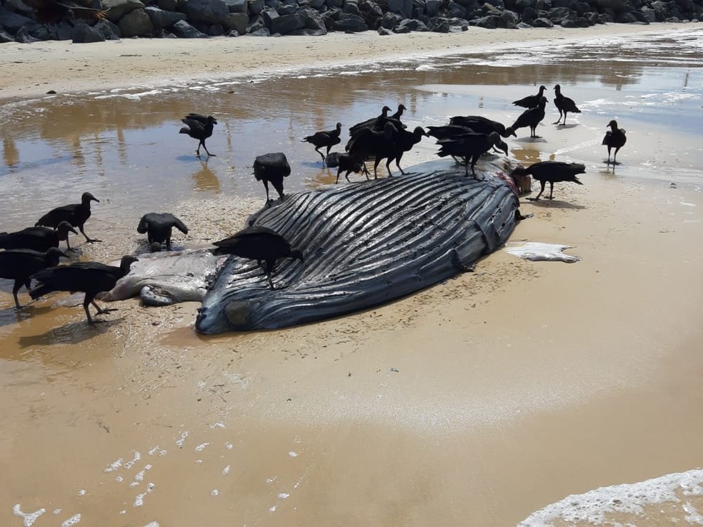 Filhote de baleia jubarte é encontrado morto em praia do sul da Bahia — Foto: Prefeitura de Porto Seguro