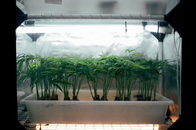 Cannabis -  São produzidos 10 quilos de flores por semana  (Foto: Elisa Mendes)