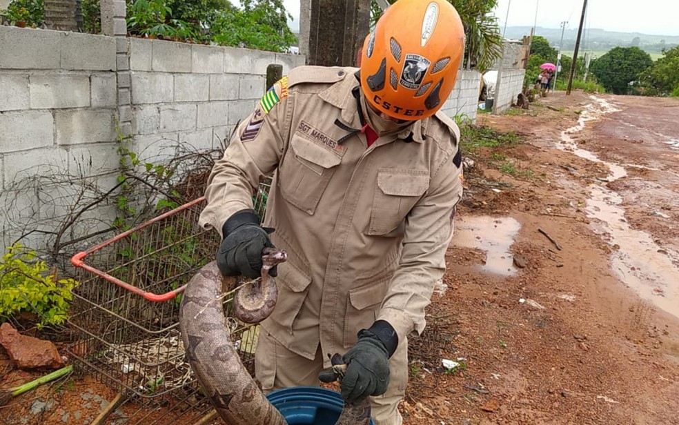 Jiboia é capturada em quintal de casa em Águas Lindas de Goiás — Foto: Corpo de Bombeiros/Divulgação