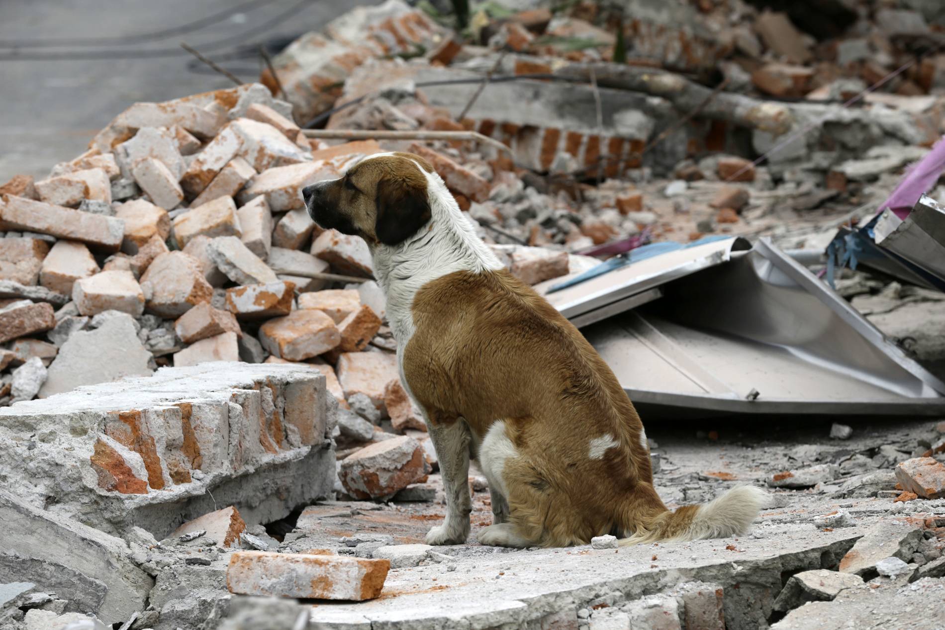 Cachorro fica em cima dos escombros de uma parede que desmoronou durante terremoto, na Cidade do México