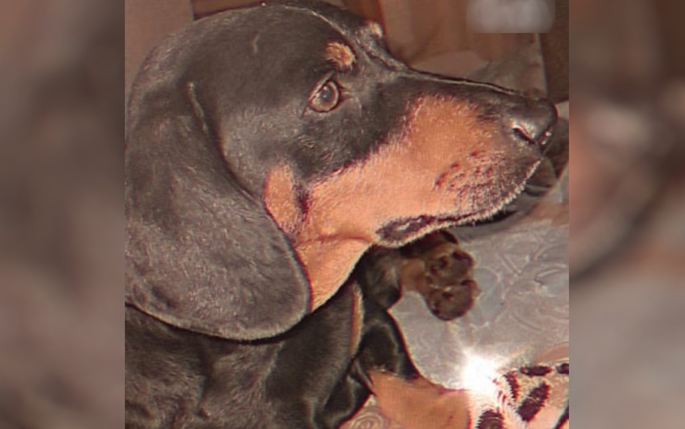 Cachorrinho Blake morreu ao ser atacado por outro cão, em rua de Ceres, Goiás — Foto: Arquivo pessoal/Maria José