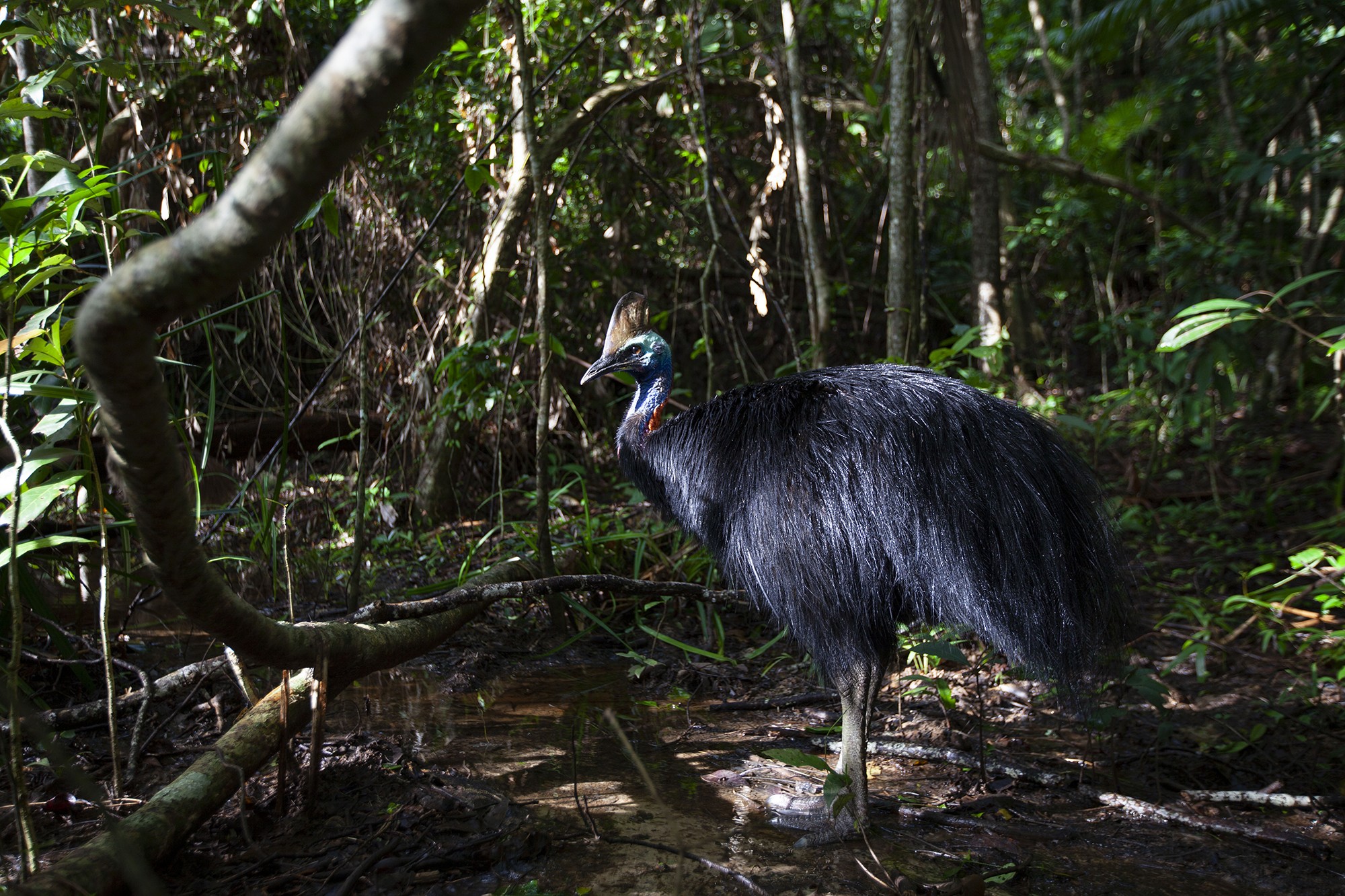 Casuar, que vive na Austrália, uma das aves mais perigosas do planeta (Foto: Theo Webb/BBC Studios)