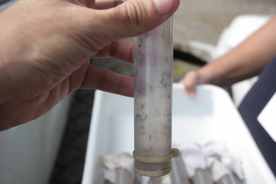 Mosquitos Aedes aegypti, infectados com a bactéria Wolbachia, sendo liberados em Jururuba: método para prevenir que transmitam doenças