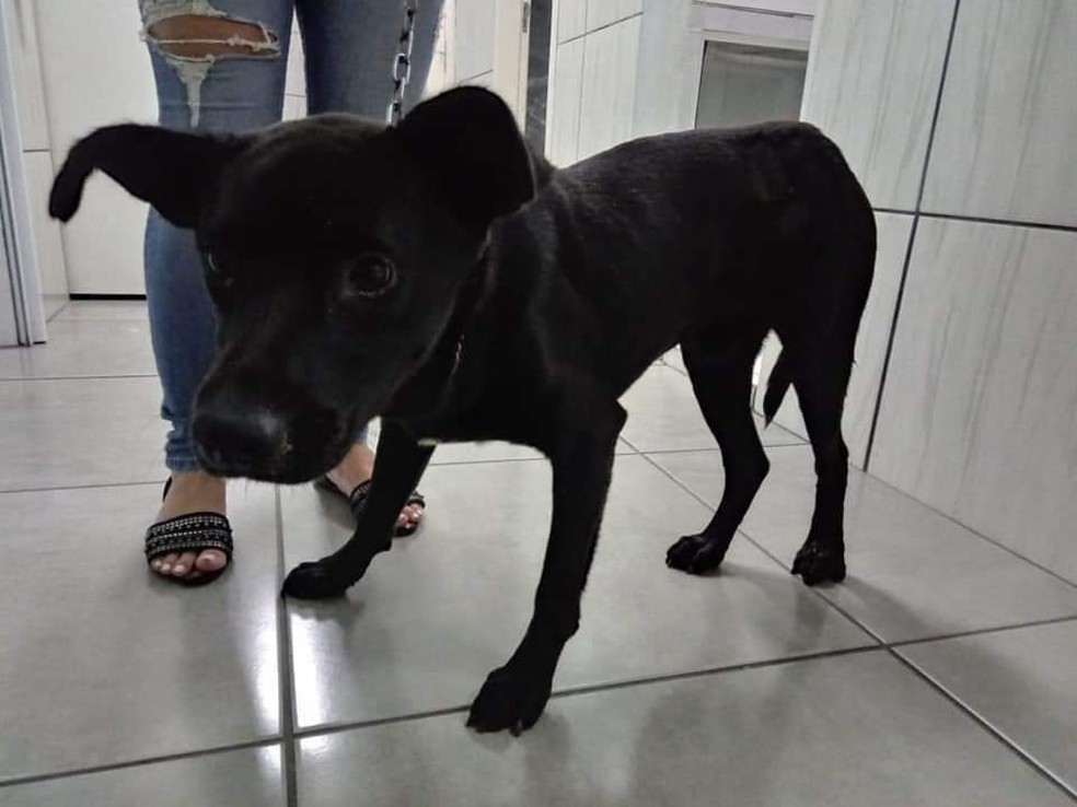 Cachorro atingido por tiro disparado por PM está internado e passa bem. — Foto: Arquivo pessoal