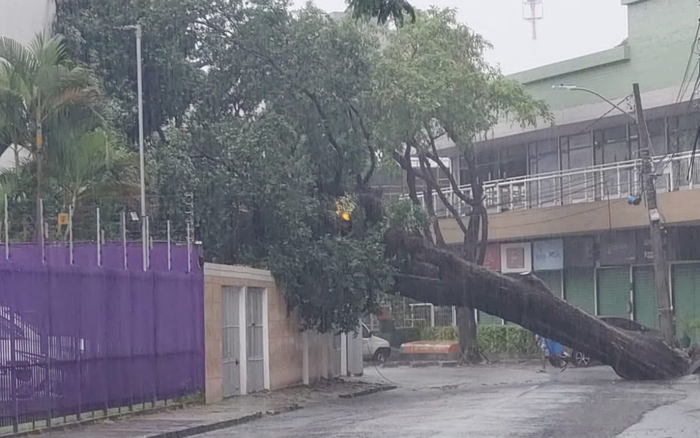 Queda de árvore na Rua Alfredo de Castro, na Encruzilhada, Zona Norte do Recife — Foto: Reprodução/WhatsApp