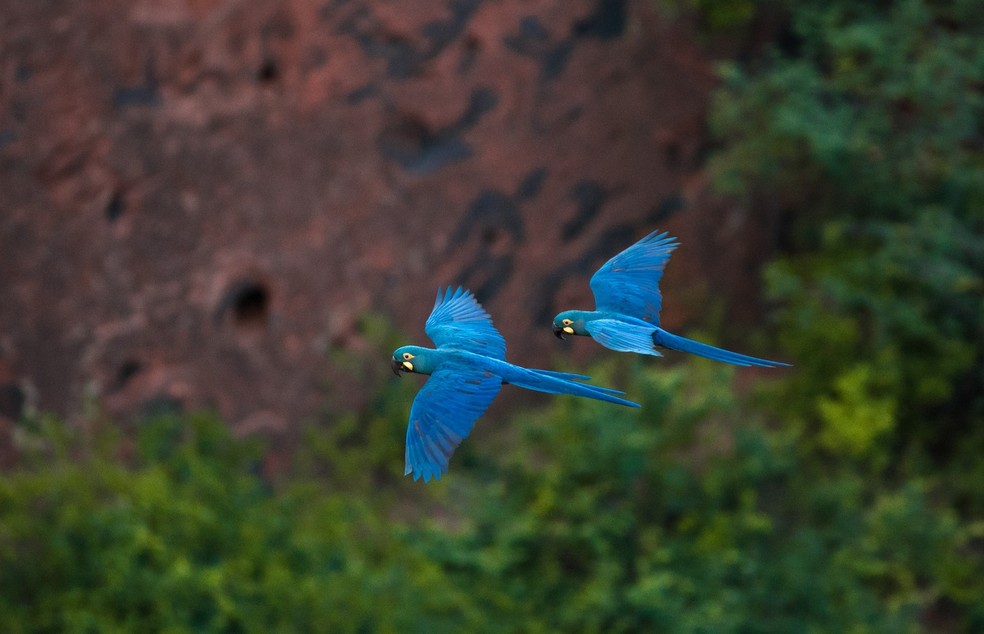 Arara-azul-de-lear é foco de ações de preservação na caatinga — Foto: Marcelo Brandt/G1