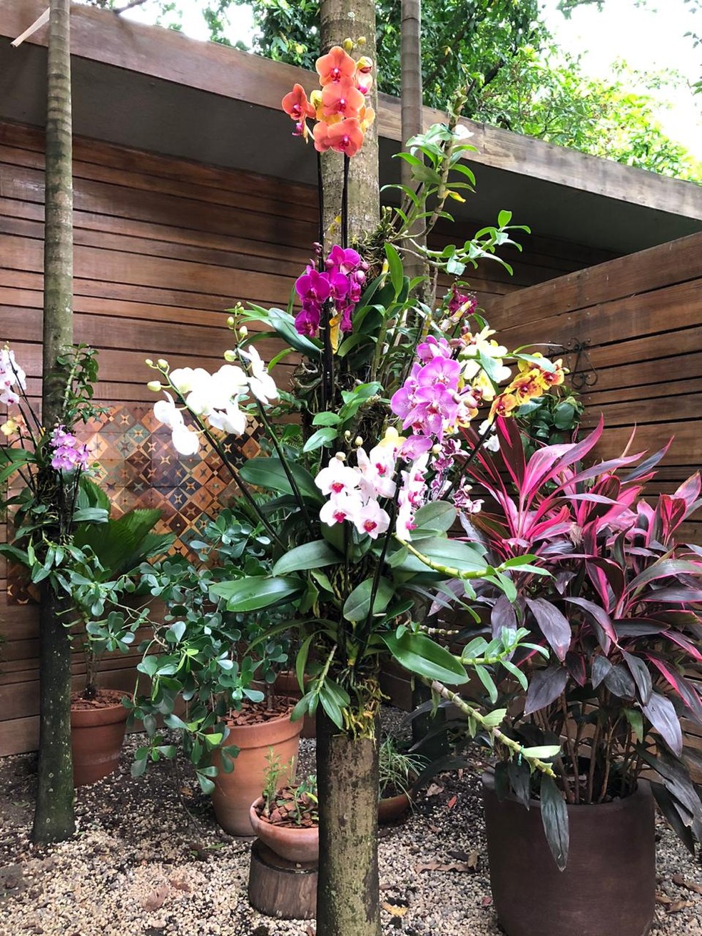 É de Casa': Aprenda a fazer sua orquídea voltar a florescer | É de Casa |  gshow