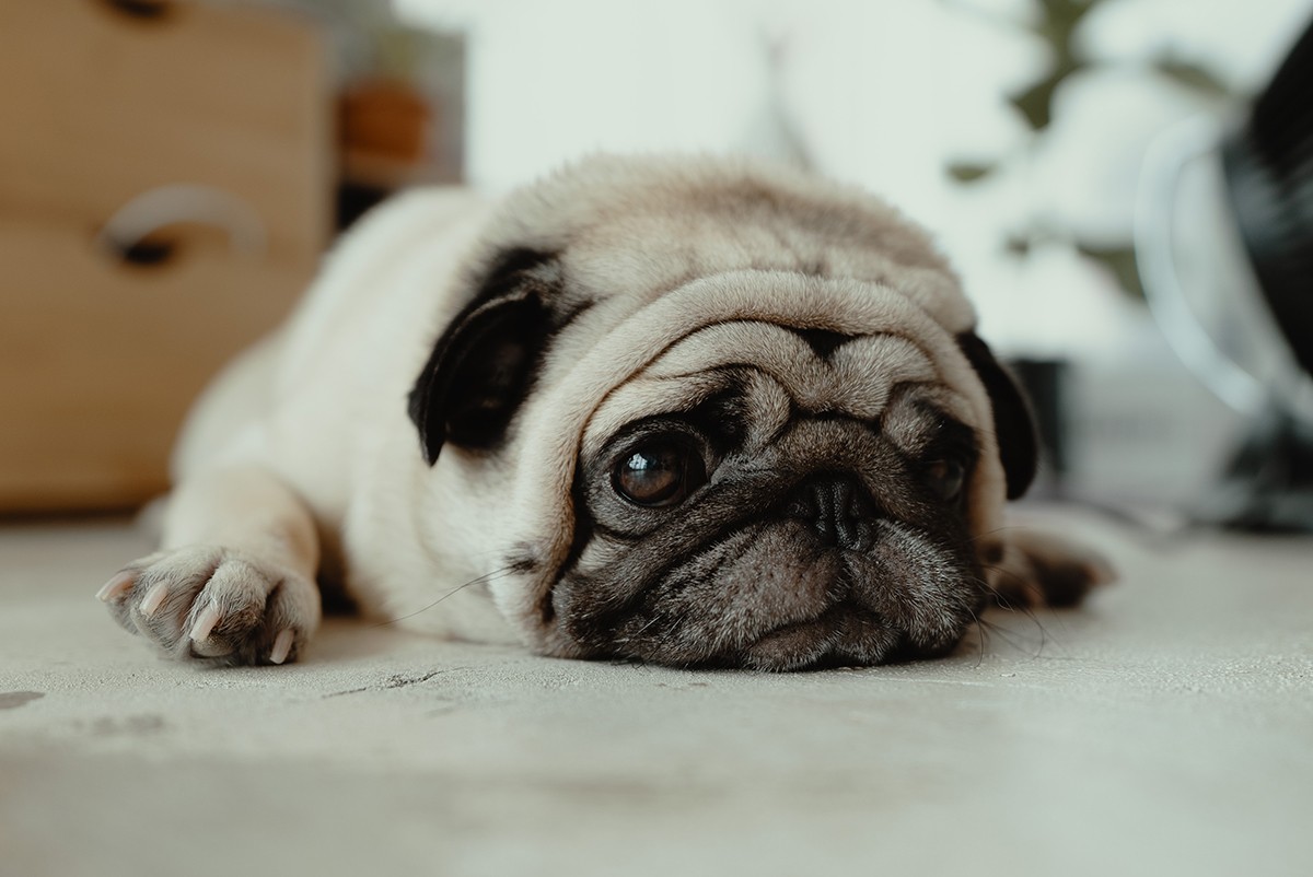 Cães que perdem companheiros caninos comem menos e dormem mais, segundo o estudo (Foto: Unsplash/ JC Gellidon/ CreativeCommons)
