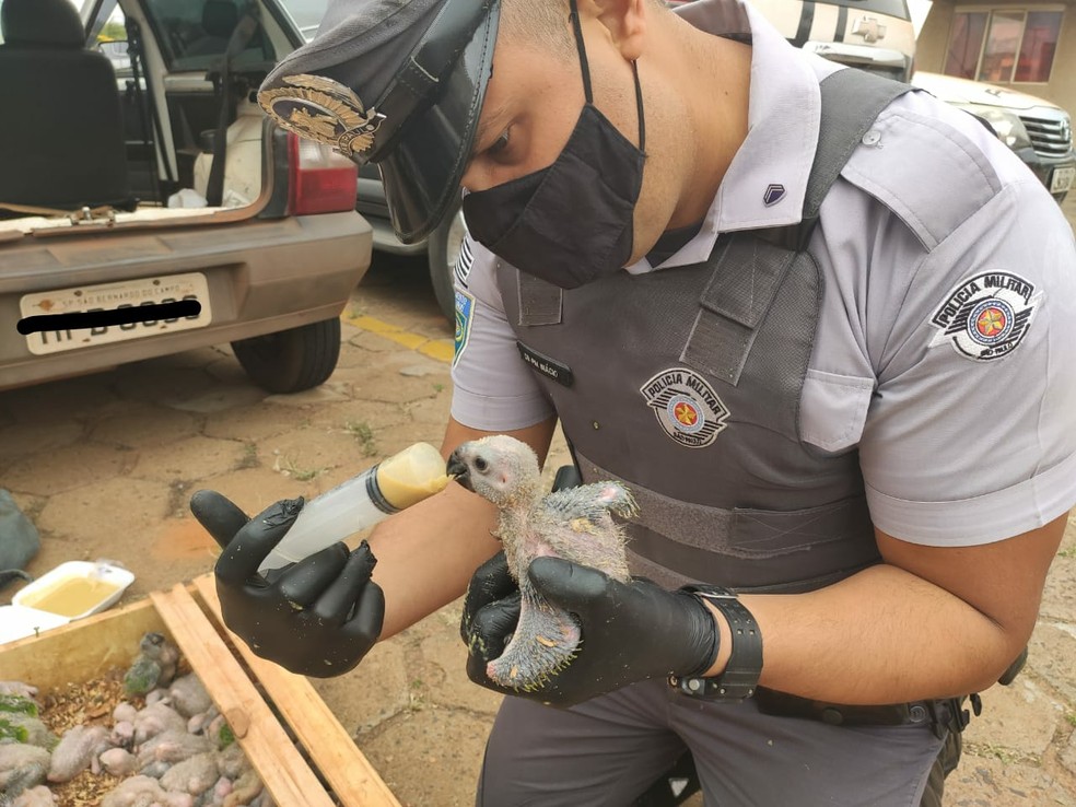 Pássaros foram levados para atendimento veterinário em Lins — Foto: Polícia Rodoviária/Divulgação