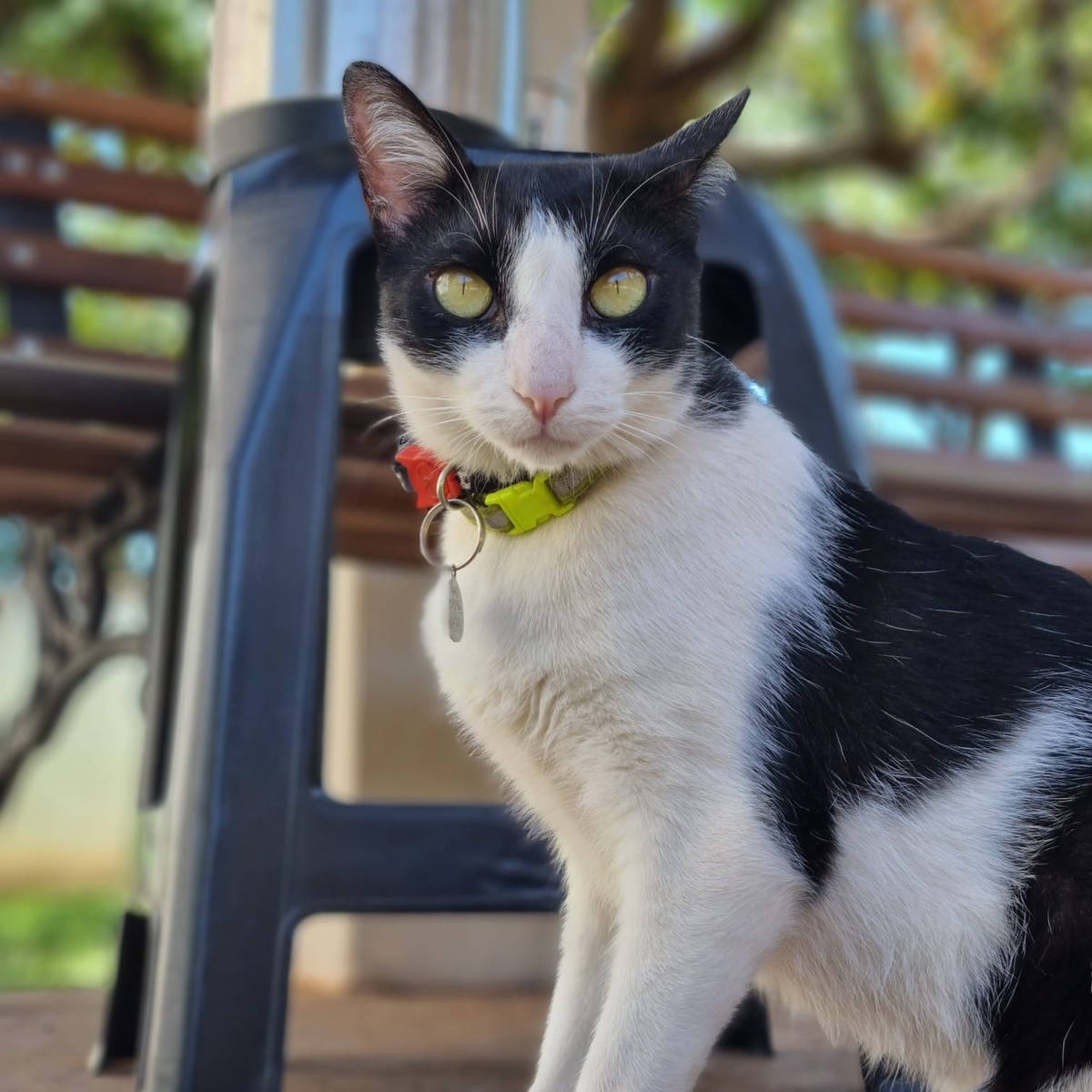 Ouça a história de Frajola, gato comunitário que obteve reconhecimento em decisão inédita da Justiça | Bichos na Escuta