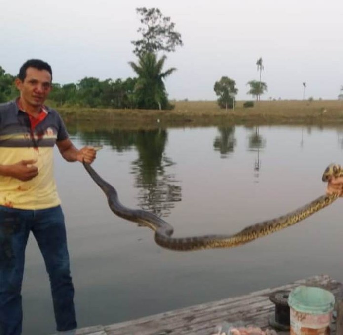 Sucuri foi levada para região de mata e deixada em córrego — Foto: Arquivo Pessoal