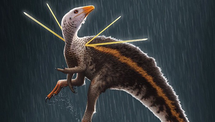 Dinossauro brasileiro Ubirajara jubatus (Foto: Bob Nicholls / Paleocreations.com 2020)