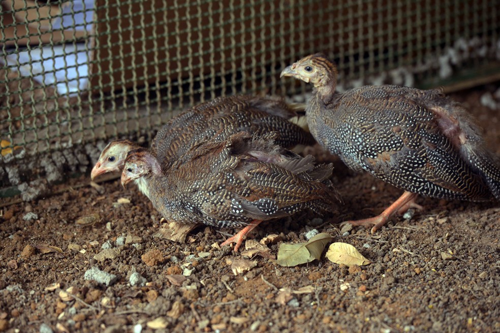 Galinhas D Angola Vao Cacar Escorpioes Em Cemiterio De S Jose Vale Do Paraiba E Regiao G1 Galinha da angola branca (cocá, guiné, capote). galinhas d angola vao cacar escorpioes