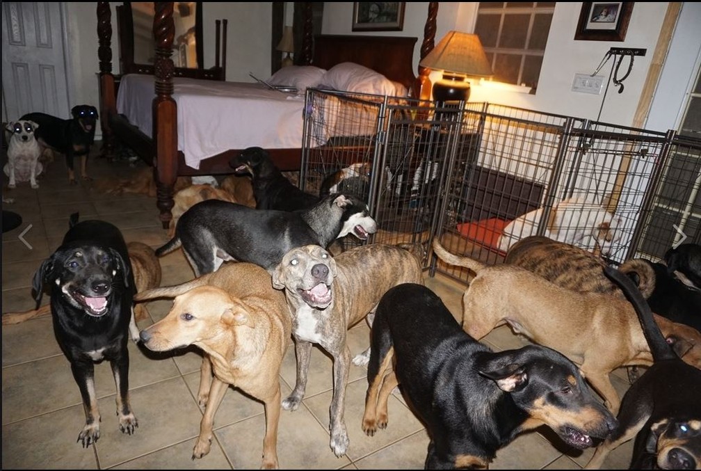 Cachorros no quarto de mulher que trabalha com resgate de animais abandonados nas Bahamas — Foto: Chela Phillips/Reprodução