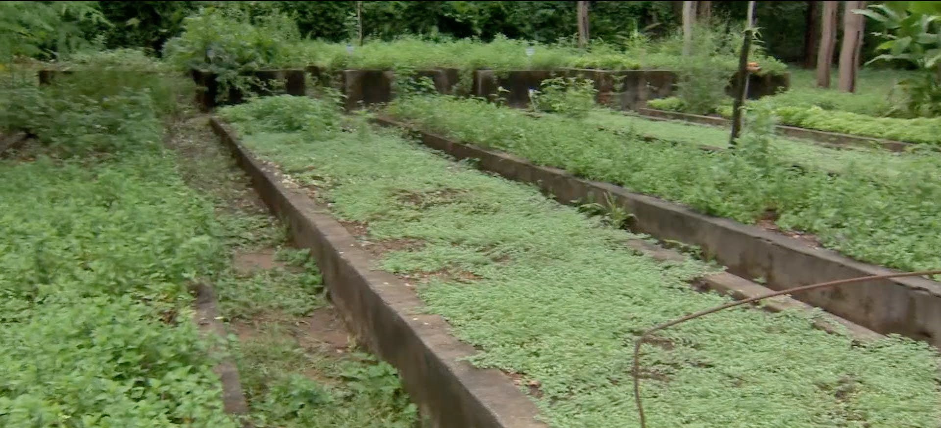 Horto municipal oferece cerca de 3 mil mudas para atender pacientes com remédios naturais em Cuiabá