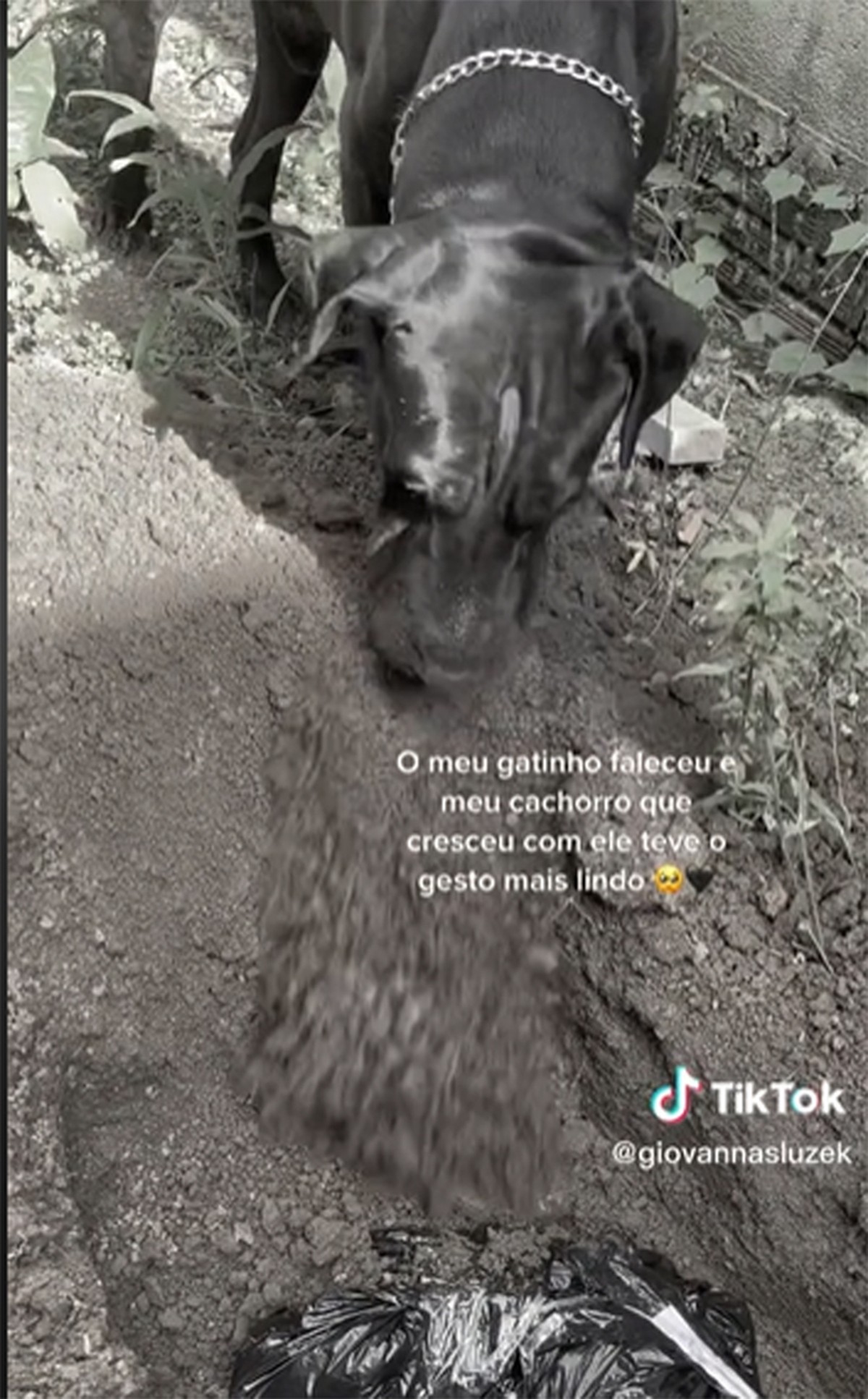 Vídeo De Cão Enterrando Gato Amigo Emociona Internautas Comportamento Vida De Bicho 4610