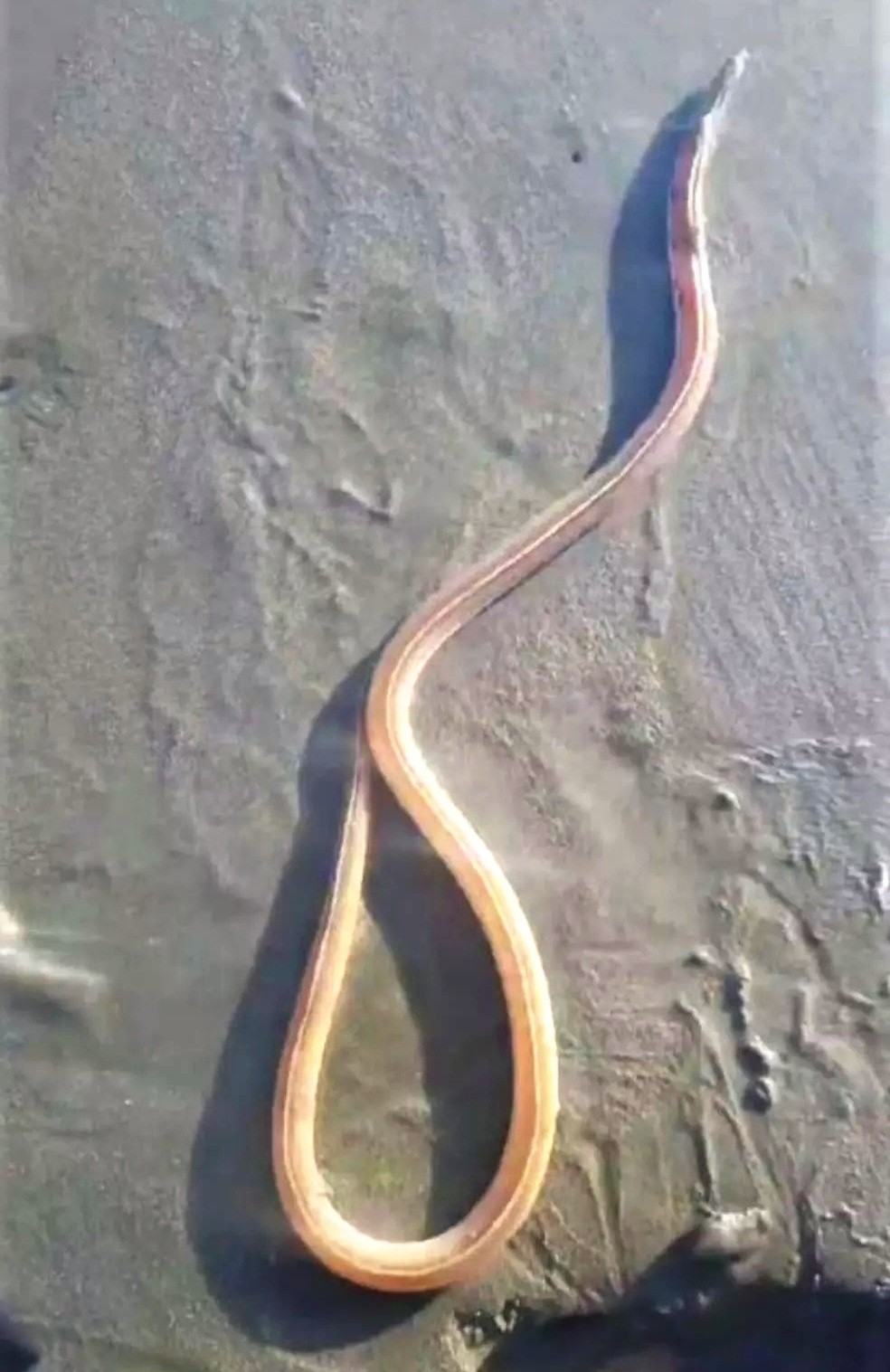 Homem flagra 'cobra fantasma' em praia de SP e intriga moradores; VÍDEO