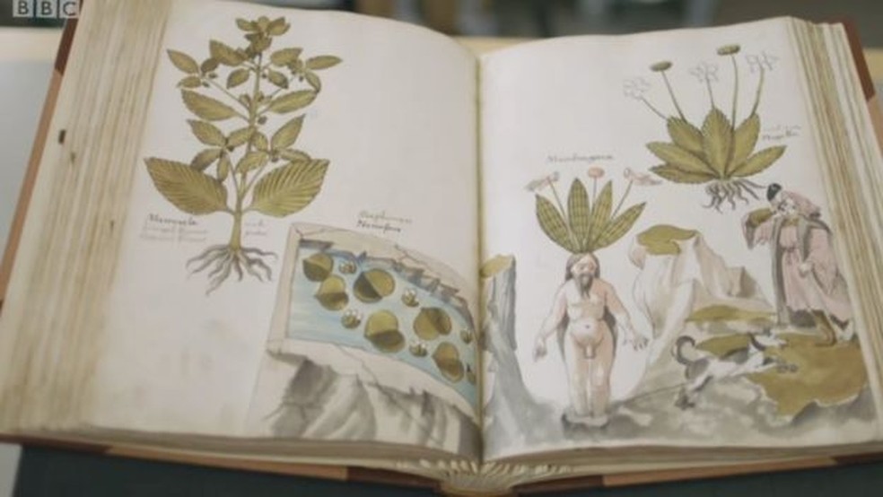 Livro do século 15 com ilustrações de mandrágoras de Giovanni Cadamosto aparece no documentário da BBC sobre a mostra (Foto: Reprodução/BBC)