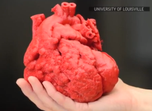 Coração 3D (Foto: Divulgação / Universidade de Louisville)