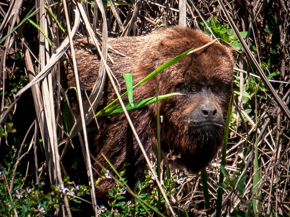 O barulho do bugio pode ser ouvido por até 5 km de distância.  (Foto: Vlamir Bastos/VC no TG)