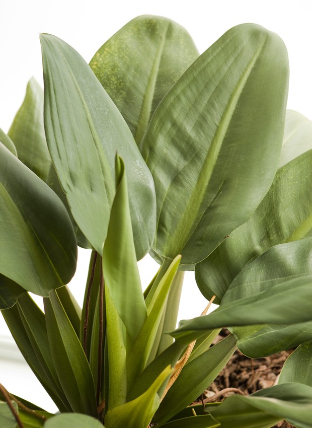 Que plantas escolher para locais com pouca luz e sombrios?