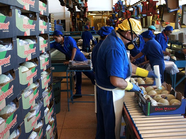 Melão produzido na Agrícola Famosa é um dos produtos potiguares líderes de exportação (Foto: Anderson Barbosa/G1)