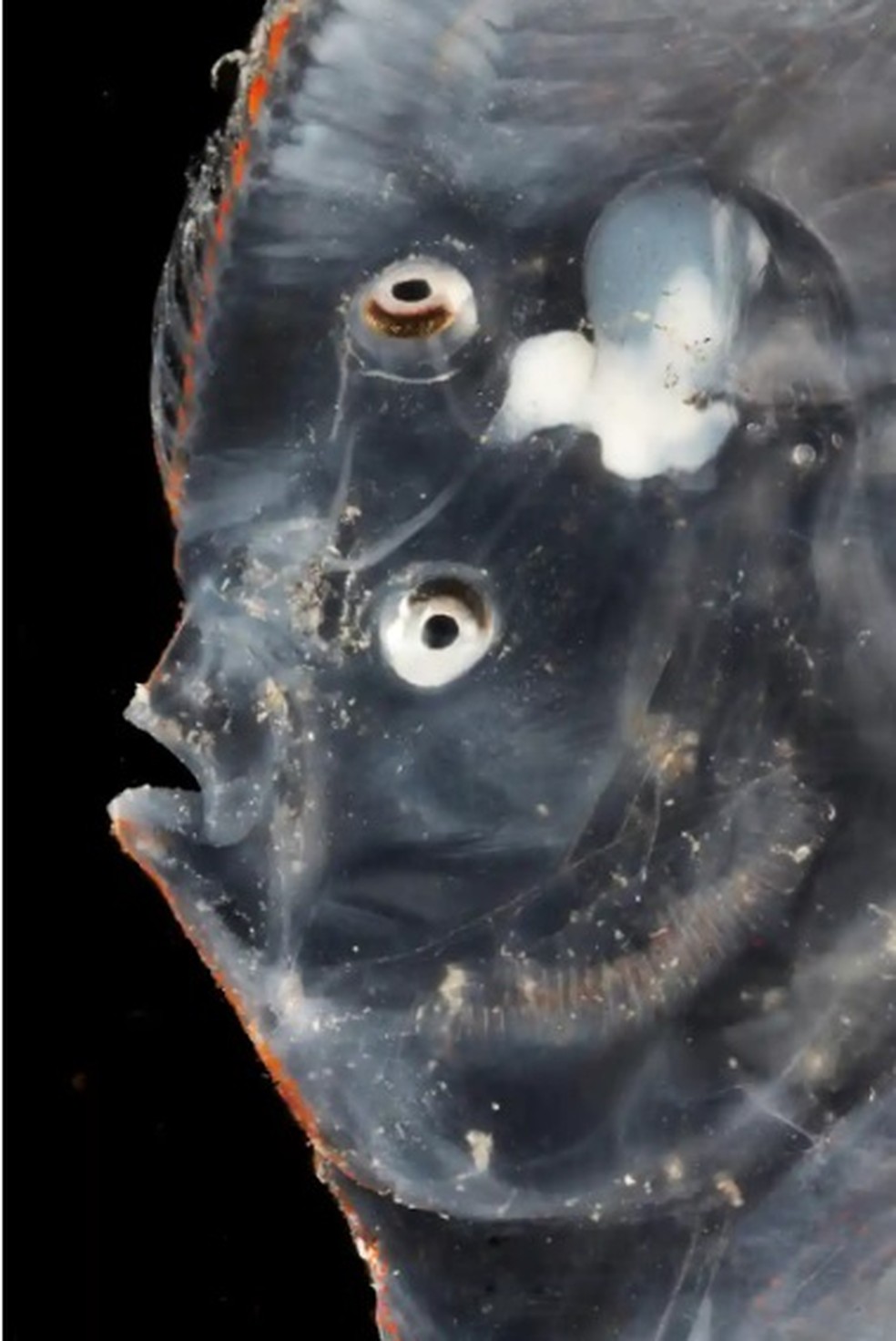 Um peixe chato da ordem Pleuronectiformes encontrado pelos pesquisadores — Foto: Benjamin Healley
