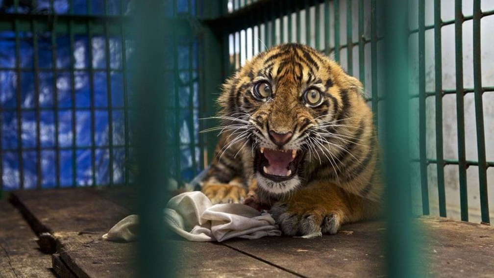 O retrato do filhote de tigre concorre na categoria 'Fotojornalismo: Imagem Única' (Foto: Steve Winter/Natural History Museum)