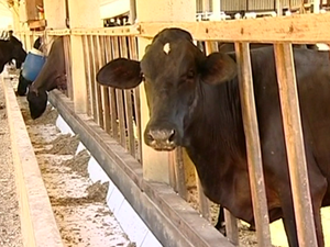 Por causa da seca, o gado é alimentado com cana de açúcar. (Foto: Reprodução/ TV Gazeta)