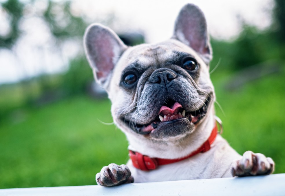 Petiscos naturais, como frutas e legumes, podem ser oferecidos aos cães — Foto: Pixabay