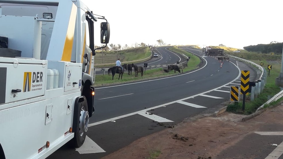 Animais ficaram soltos na pista após o caminhão tombar em Bauru  — Foto: Arquivo pessoal 