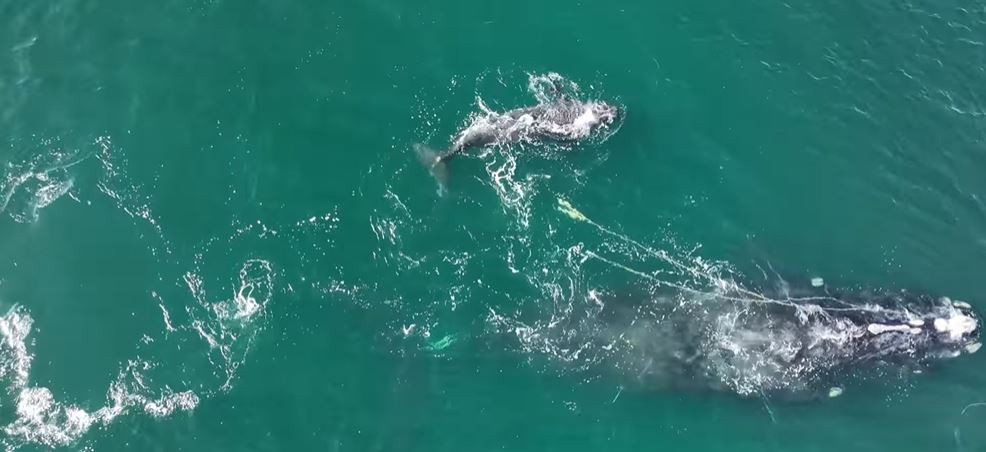 Un baleineau noir du Nord a été aperçu en train de nager hors du filet de pêche (Photo : Georgia Wildlife Resources Division)