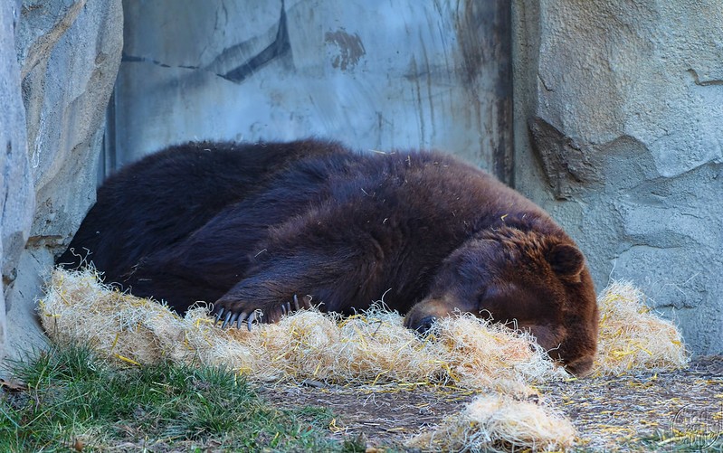 A hibernação dos ursos é leve se comparada com a de outros mamíferos (Foto: Flickr/ Chad Horwedel/ CreativeCommons)