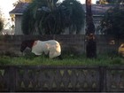 Cavalo é flagrado 'agasalhado' em manhã mais fria do ano no Paraná