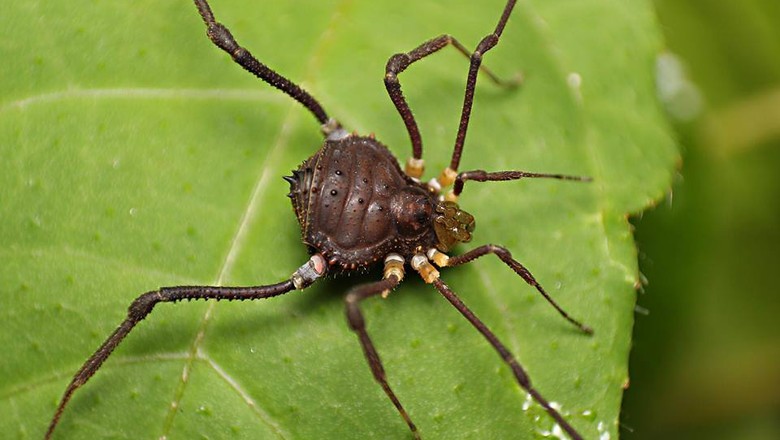 Mischonyx cuspidatus (Foto: Reprodução/Lucas Rubio - Ecoregistros)