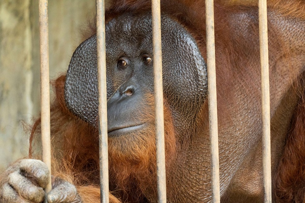 O orangotango chamado Samson é visto dentro de uma gaiola em um local de conservação ilegal em Kendal, província de Java Central, na Indonésia, em 5 de agosto — Foto: International Animal Rescue (IAR) Indonesia/Heribertus/Divulgação via Reuters
