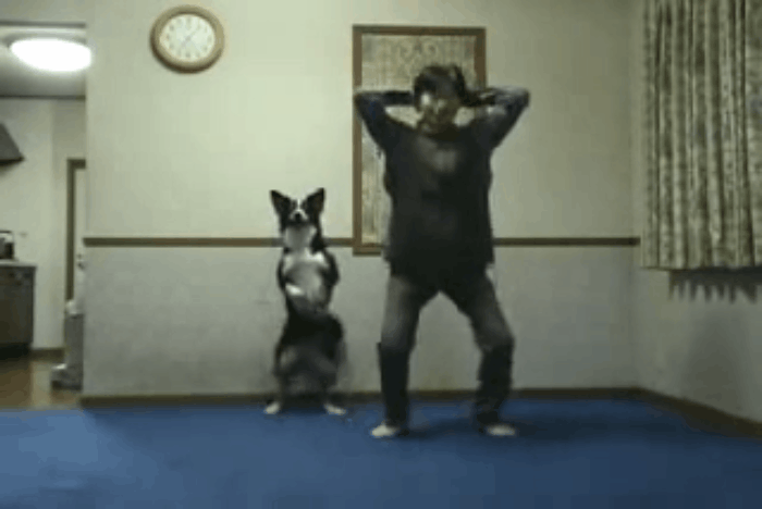 Cachorro; atividade física (Foto: YouTube)