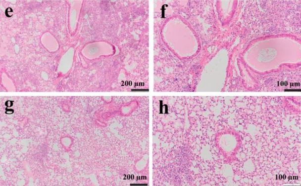 Culturas celulares tratadas com inibidor de protease apresentaram menor carga viral do coronavírus Sars-CoV-2 (Foto: Dampalla et.al )